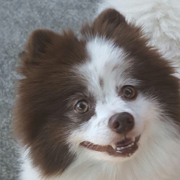 Meet your Posher, Roberta - Picture 1 of 1